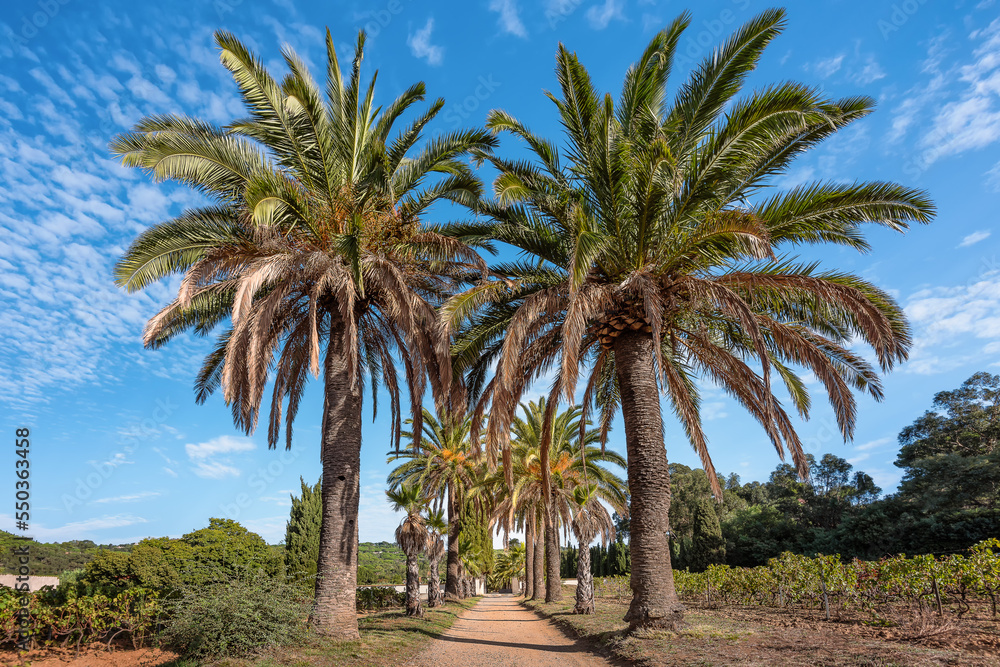 Scenic view of footpath to beach bordered by huge palm trees in Saint Tropez bay area at La Croix Valmer Scenic view of footpath to beach bordered by huge palm trees in Saint Tropez bay area at La Croix Valmer