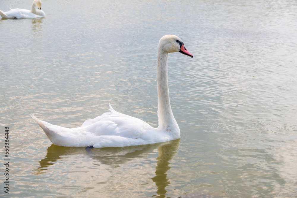 Graceful white Swan swimming in the lake, swans in the wild. Portrait of a white swan swimming on a lake. Graceful white Swan swimming in the lake, swans in the wild. Portrait of a white swan swimming on a lake.