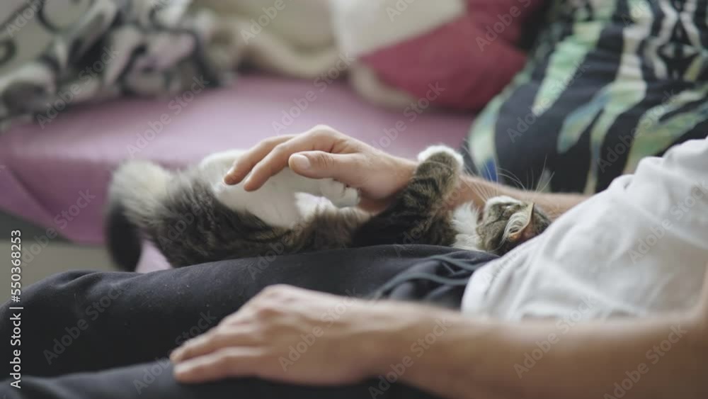 Cute fluffy kitten playful with person hand 4K Cute fluffy kitten playful with person hand 4K