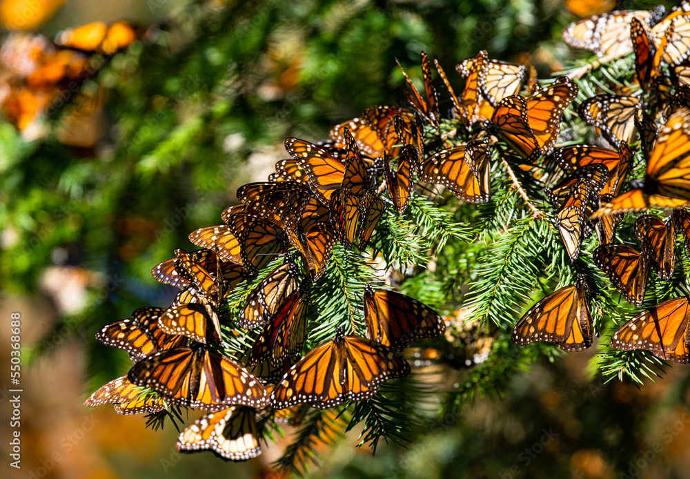 Colony of Monarch butterflies (Danaus plexippus) are sitting on pine branches in a park El Rosario, Reserve of the Biosfera Monarca. Angangueo, State of Michoacan, Mexico - obrazy, fototapety, plakaty 