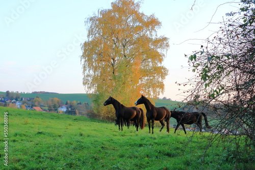 brown horses enjoy the field in autumn