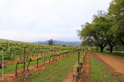 Vibrant Landscape with vineyards and Mountains in the background, Cape Town, Stellenbosch, South Africa