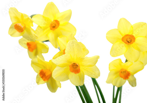The spring cute yellow daffodils © BillionPhotos.com