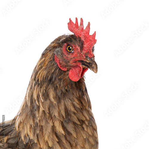 Araucana mixed breed hen isolated