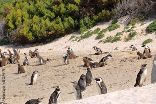 Boulders Penguin Colony, Boulders Beach, Cape Town, South Africa. Black footed penguins