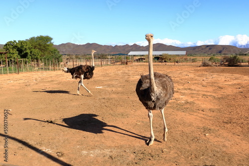 Ostrich farm near Oudtshoorn, South Africa photo
