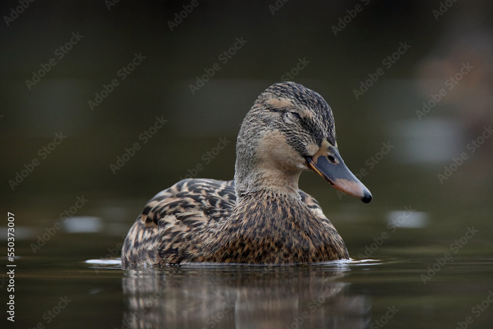Fototapeta premium duck on a lake