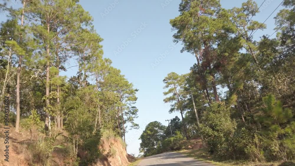 front driver view while traveling on the local road surround with pine trees high land forest in winter sunset time front driver view while traveling on the local road surround with pine trees high land forest in winter sunset time