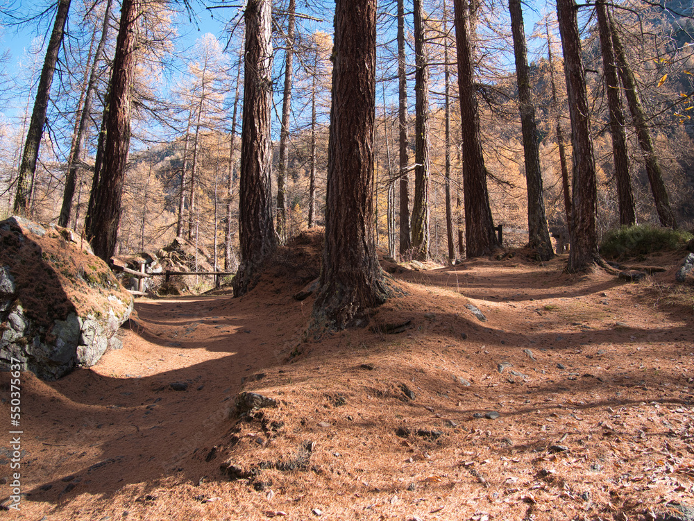 Obraz premium In the autumn forest by the Pellaud lakes in the municipality of Rhêmes-Notre-Dame, in the Aosta Valley, Italy.