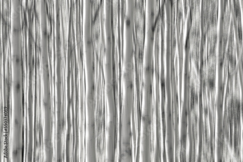 A forest of aspen trees in Utah, icm photo