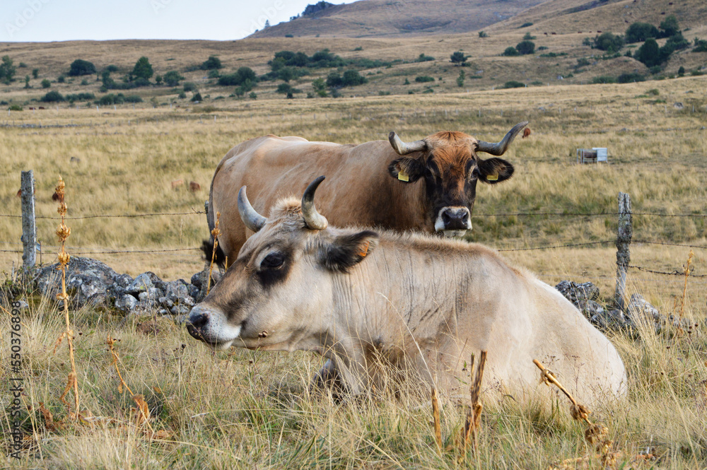 Fototapeta premium A herd of aubrac cows in a mountain pasture
