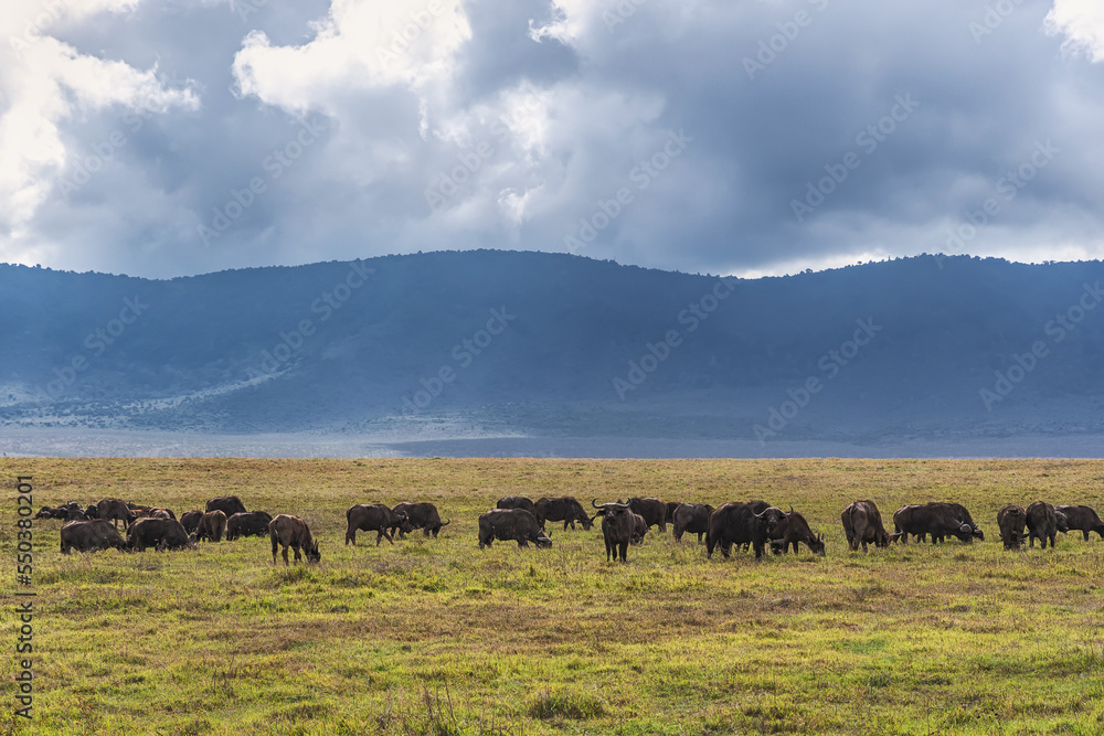 Obraz premium Buffalos in Ngorongoro Crater. Safari in Tanzania, Africa 