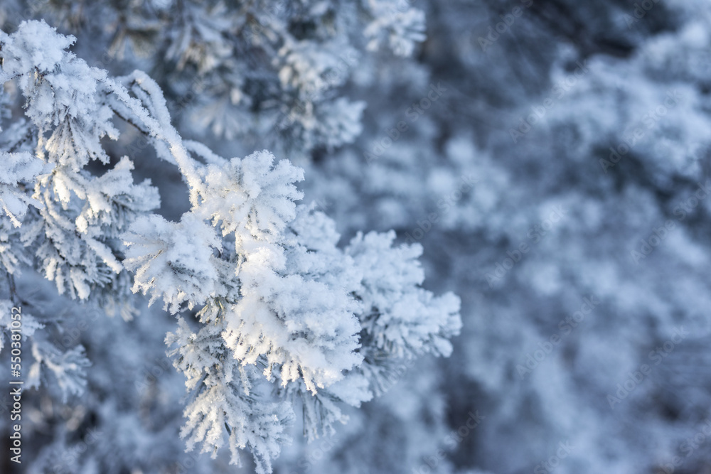 Pine branch with snow and hoarfrost