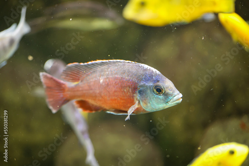 Portrait eines bunten Malawi Buntbarsch im Aquarium.
 photo