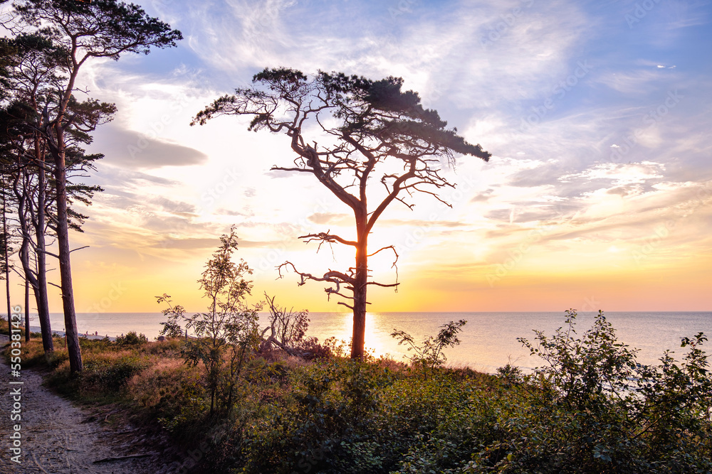 Scenic beach sunset with dark silhouette of pine tree. Orange light above the sea horizon. Coast wood landscape. Baltic sea nature by summer evening.