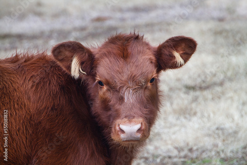 Red Angus Beef calf portrait