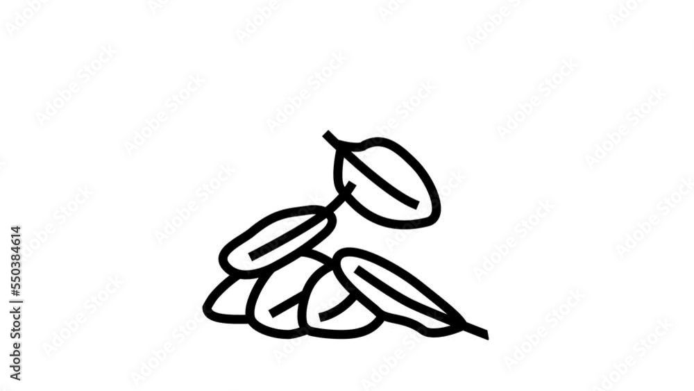 leaves spinach line icon animation leaves spinach line icon animation