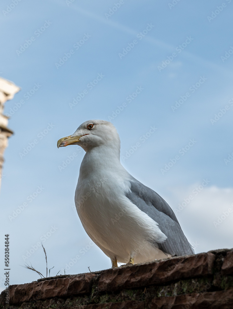 a seagull sits on the ruins of ancient red brick walls outdoors a seagull sits on the ruins of ancient red brick walls outdoors