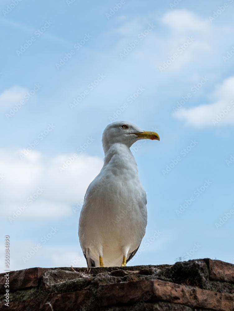 a seagull sits on the ruins of ancient red brick walls outdoors a seagull sits on the ruins of ancient red brick walls outdoors