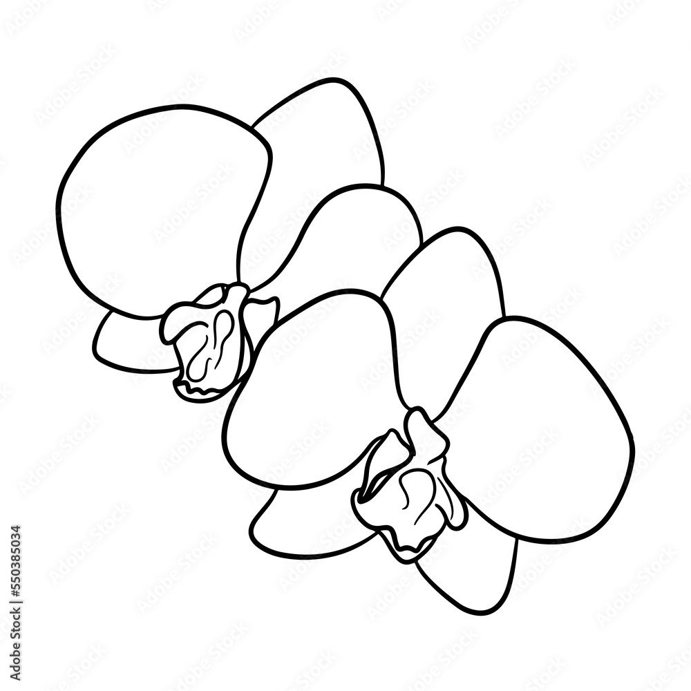 Two beautiful orchid flowers. Contour drawing, line art Two beautiful orchid flowers. Contour drawing, line art