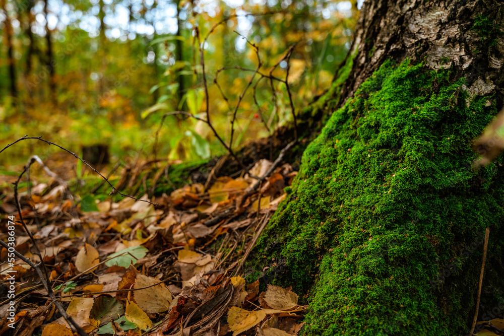 Moss on a tree in the autumn forest Moss on a tree in the autumn forest