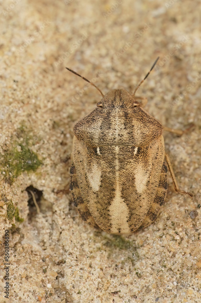 Obraz premium Closeup on an adult brown Tortoise shield bug, Eurgygaster testudinaria sitting on a stone