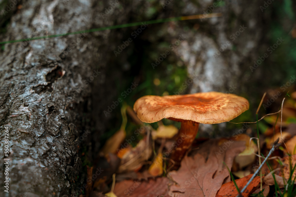 Mushrooms in the forest, Wild mushroom on the spruce stump. Autumn time in the forest. Mushrooms in the forest, Wild mushroom on the spruce stump. Autumn time in the forest.