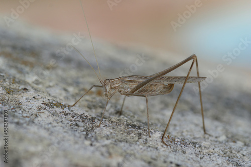 Close up shot of a brown female mediterranean bush cricket, Tylopsis liligfolia, sitting on a stone