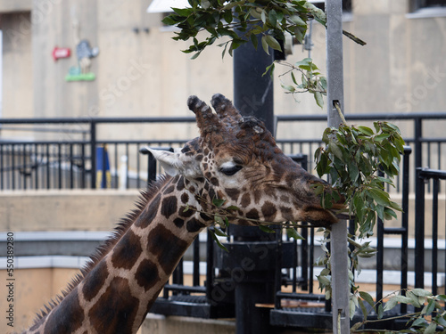 giraffe in zoo
