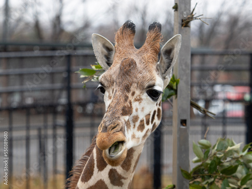 portrait of a giraffe