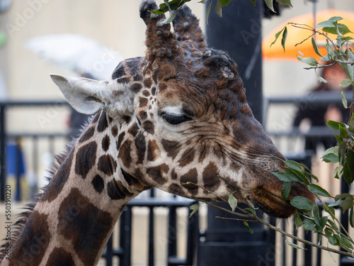 portrait of a giraffe