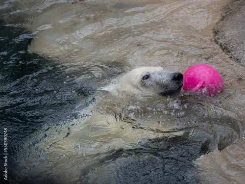 polar bear in the zoo