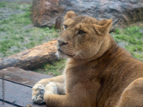 lion cub and lioness