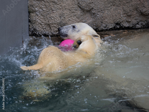 polar bear swimming in water