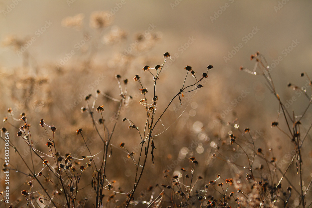 Obraz premium Winter garden dried flowers with golden light, bokeh and spider webs