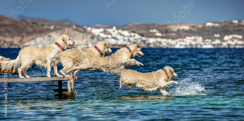 Fototapeta Naklejka Na Ścianę i Meble -  Sequence from a jump into the sea of a Golden Retriever, in Milos island, Cyclades, Greece