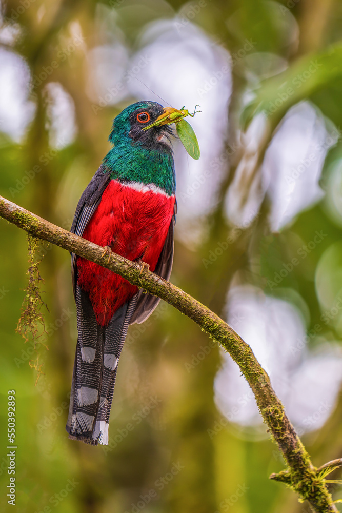 Collared trogon and his prey