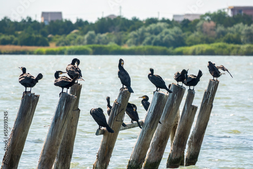 A flock of cormorants sits on a old sea pier in orange sunset light