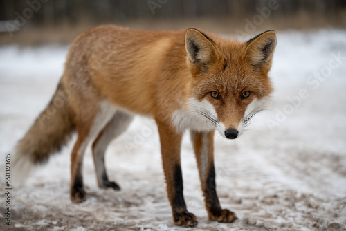 Red fox portrait in the snow background