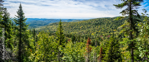 Panoramic view of beautiful forest landscape a national park.