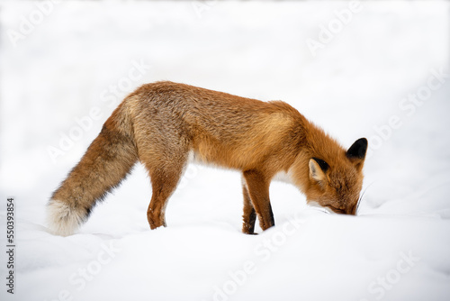 Red fox hiding food in the snow background