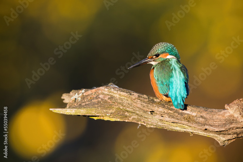 Common kingfisher, alcedo atthis, sitting on branch in autumn sunlight. Colorful bird resting on wood in fall from side. Exotic turquoise feathered animal looking on tree.
