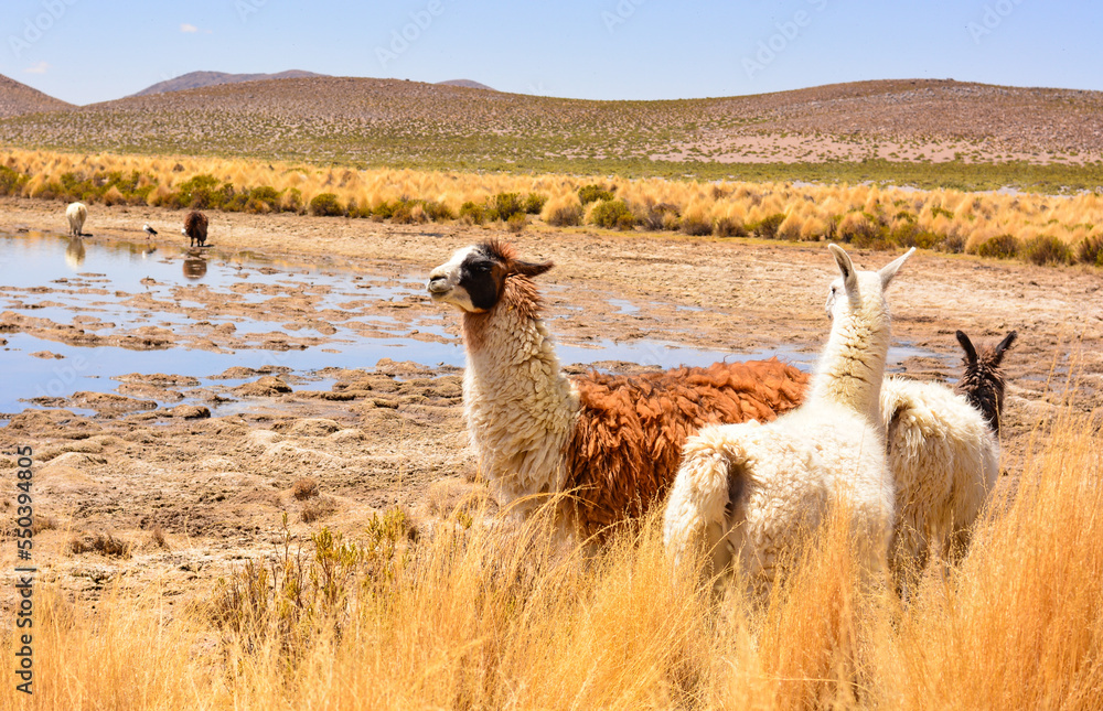 Fototapeta premium llamas no sul da Bolívia