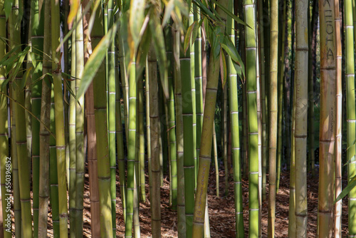 Fototapeta Naklejka Na Ścianę i Meble -  green bamboo forest background view