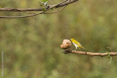 Oriental white-eye or Indian white eye bird  sitting on the branch of a tree. Amazing photo  with beautiful background. Best to watch when birds feed on their food
 photo