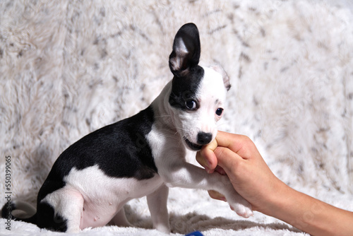 Puppy Dog biting on fingers © Cheryl