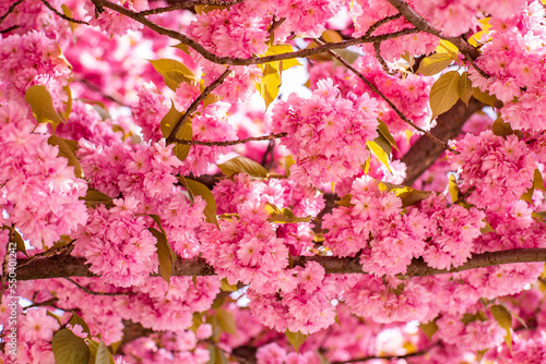 A symbol of spring. A wonderful feeling of spring in beautiful pastel colors. beautiful pink cherry blossoms in early spring. Branches full of beautiful pink cherry blossoms.