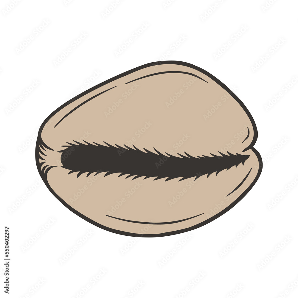 Sea shell hand drawn doodle vector illustration Sea shell hand drawn doodle vector illustration