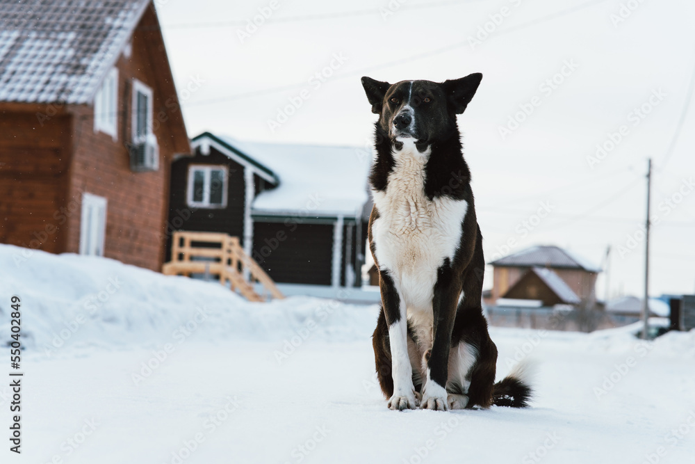 An old watchdog in the winter against the backdrop of cottages.