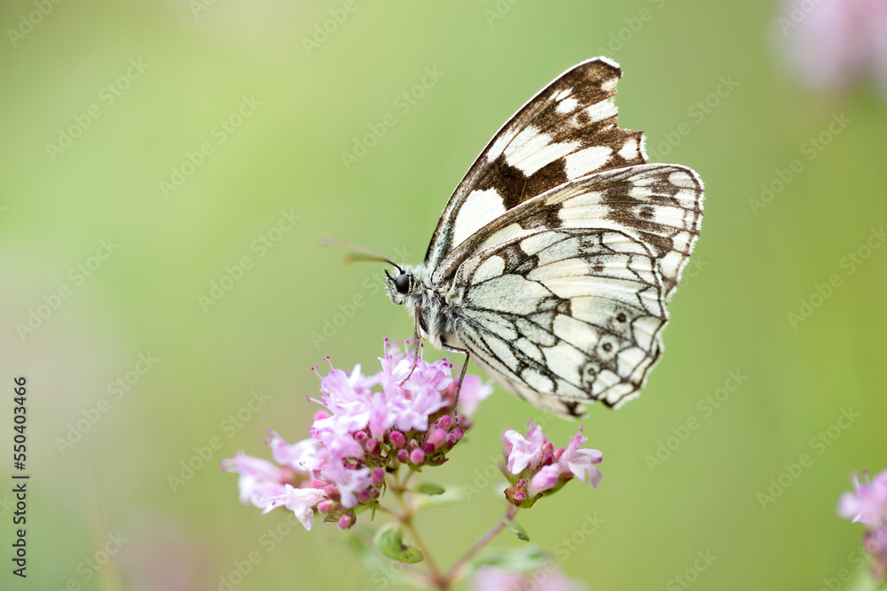 Close up of a Marbled White butterfly (Melanargia galathea) on a flower Close up of a Marbled White butterfly (Melanargia galathea) on a flower